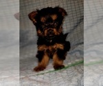 Small Photo #254 Yorkshire Terrier Puppy For Sale in AKRON, OH, USA