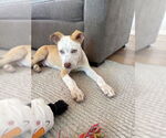 Small #3 Mutt