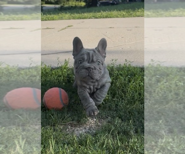 Medium Photo #14 French Bulldog Puppy For Sale in SUSSEX, WI, USA