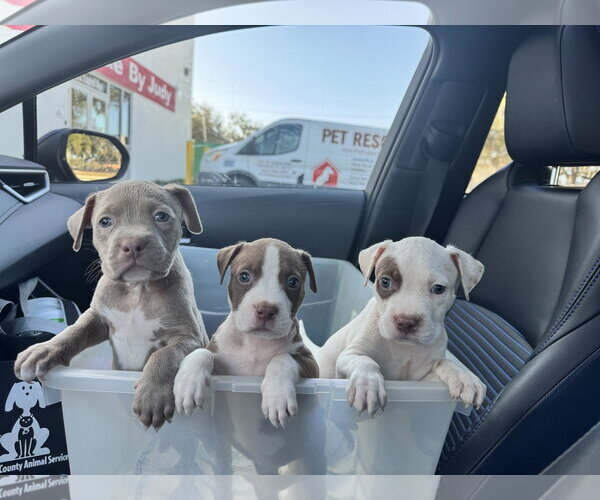 Medium Photo #7 Mutt Puppy For Sale in Sanford, FL, USA