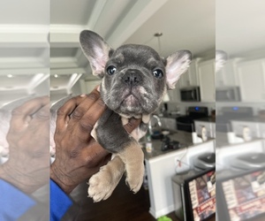 French Bulldog Puppy for sale in BUFORD, GA, USA