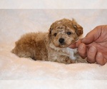 Small #1 Poodle (Toy)