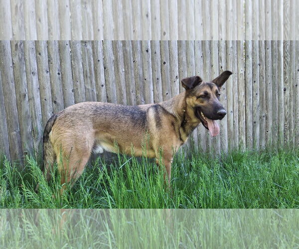 Medium Photo #5 German Shepherd Dog Puppy For Sale in Sebec, ME, USA