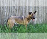 Small #4 German Shepherd Dog