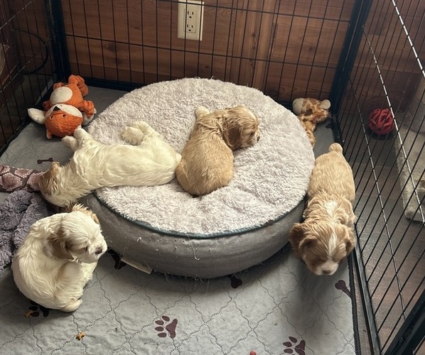 Medium Photo #1 Cocker Spaniel Puppy For Sale in ALFORD, FL, USA