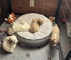 Cocker Spaniel Litter for sale in ALFORD, FL, USA