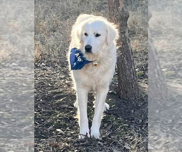 Medium Photo #5 Great Pyrenees Puppy For Sale in Dallas, TX, USA