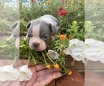 Small #3 Faux Frenchbo Bulldog