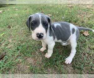 Great Dane Puppy for sale in CLANTON, AL, USA