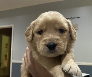 Golden Retriever Puppy for sale in TUSCALOOSA, AL, USA