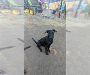 Labrador Retriever-Unknown Mix Dogs for adoption in San Antonio, TX, USA