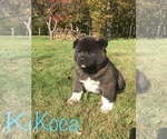 Small Photo #4 Akita Puppy For Sale in CANFIELD, OH, USA