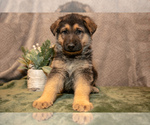 Puppy Easton German Shepherd Dog
