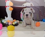 Small Photo #13 Bulldog Puppy For Sale in HERCULES, CA, USA