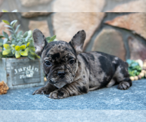 Medium Photo #20 French Bulldog Puppy For Sale in MILLERSBURG, OH, USA