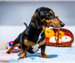 Oscar - Male Dachshund Puppy for Sale - Photo #3