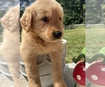 Image preview for Ad Listing. Nickname: AKC Golden Retr
