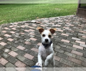 Poogle-Wapoo Mix Puppy for sale in VALRICO, FL, USA