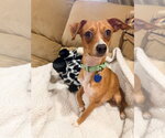 Small #2 Chihuahua Mix