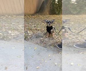 Yorkshire Terrier Puppy for sale in CHINO, CA, USA
