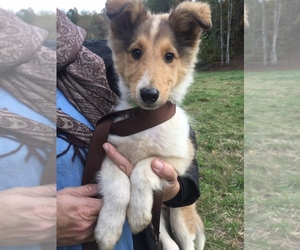 Collie Puppy for sale in KINGSPORT, TN, USA