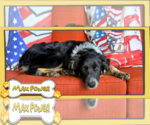 Small #1 Border Collie Mix