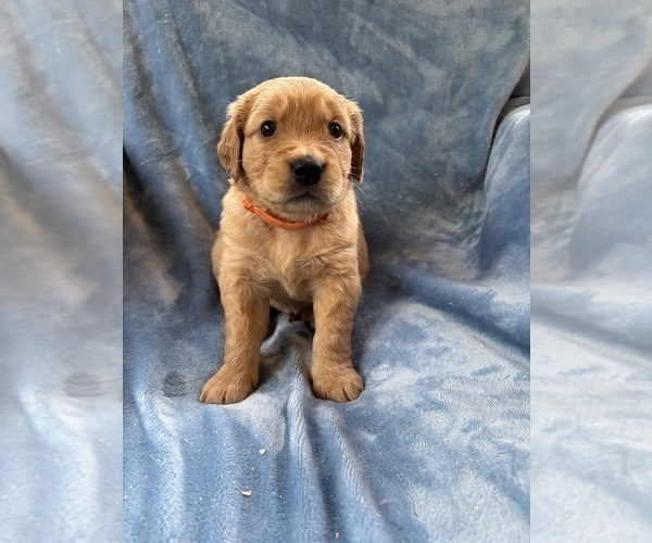 Medium Photo #2 Golden Retriever Puppy For Sale in CHIPPEWA FALLS, WI, USA