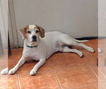 Small #1 Beagle Mix