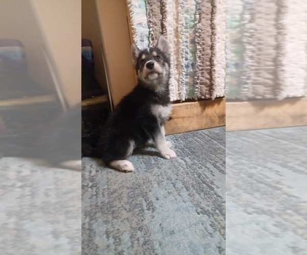 Medium Photo #3 Gerberian Shepsky Puppy For Sale in EDMORE, MI, USA
