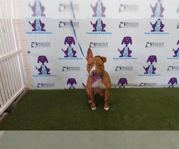 Medium Photo #1 American Pit Bull Terrier Puppy For Sale in Orlando, FL, USA