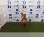 Small American Pit Bull Terrier