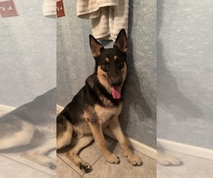 Father of the Shepweiller puppies born on 12/07/2025