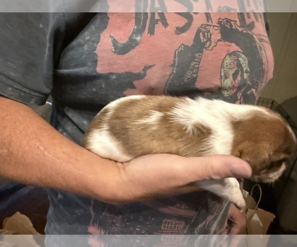 Medium Photo #19 Schweenie Puppy For Sale in DOTHAN, AL, USA