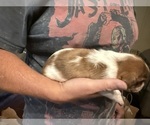Small Photo #19 Schweenie Puppy For Sale in DOTHAN, AL, USA