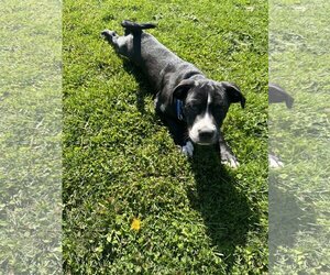 American Pit Bull Terrier-Labrador Retriever Mix Dogs for adoption in Catasauqua, PA, USA