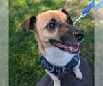 TOBY - Male Chihuahua-Unknown Mix Dog for Adoption - Small photo