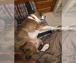 Small Photo #2 American Pit Bull Terrier-Unknown Mix Puppy For Sale in Germantown, OH, USA