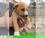 Small #6 American Staffordshire Terrier-Catahoula Leopard Dog Mix