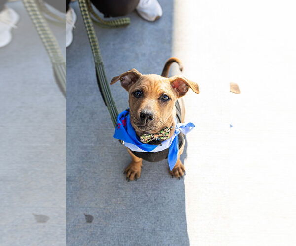 Medium Photo #1 Black Mouth Cur-Unknown Mix Puppy For Sale in Oakhurst, NJ, USA