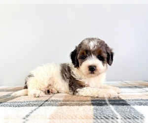 Bernedoodle (Miniature) Puppy for sale in GREENFIELD, IN, USA