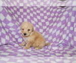 Small Photo #3 Poodle (Standard) Puppy For Sale in BLOOMINGTON, IN, USA