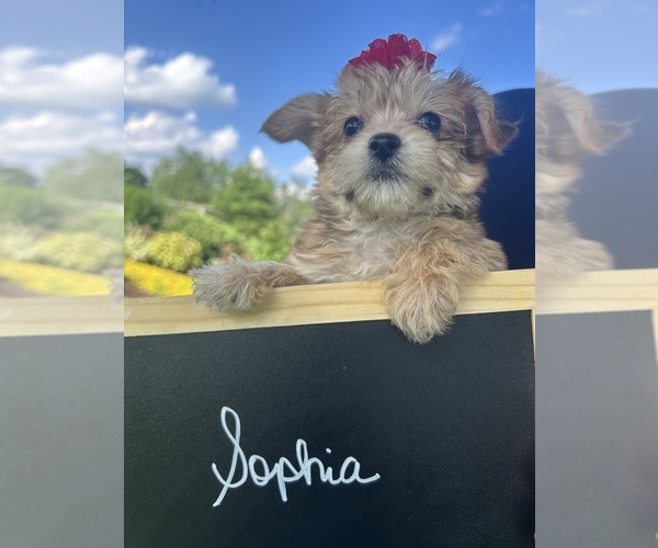 Medium Photo #10 Yo-Chon Puppy For Sale in BELFAST, OH, USA