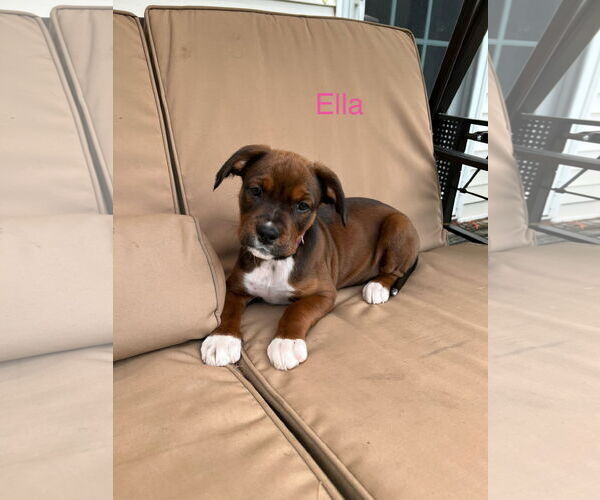 Medium Photo #3 Australian Shepherd-Unknown Mix Puppy For Sale in Jackson Township, NJ, USA