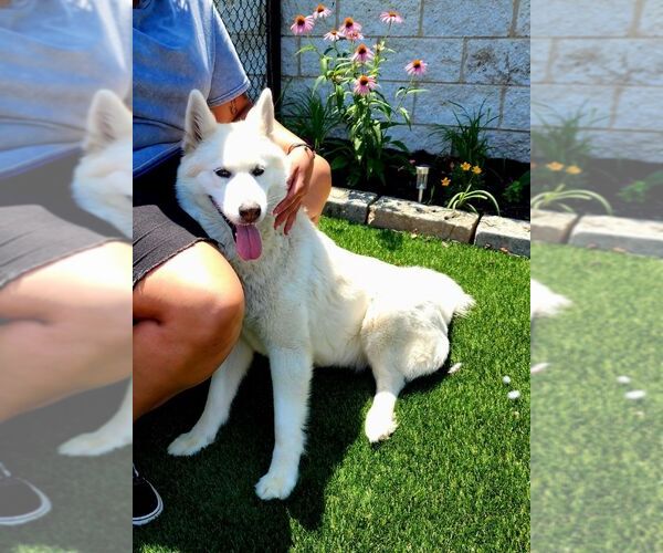 Medium Photo #4 Siberian Husky Puppy For Sale in Perth Amboy, NJ, USA