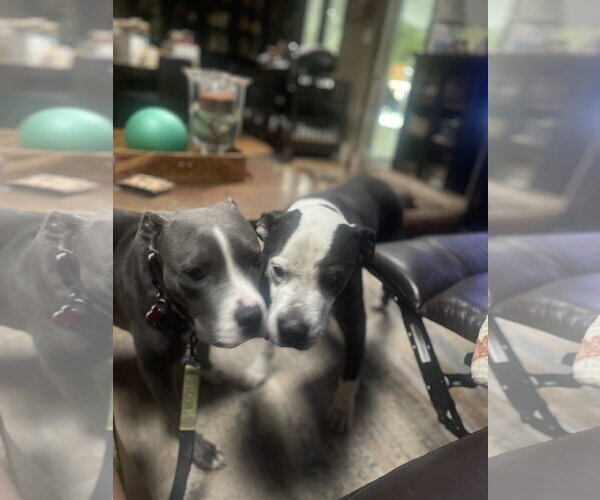 Medium Photo #7 Mutt Puppy For Sale in Mount Laurel, NJ, USA