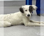 Small #2 Australian Shepherd Mix