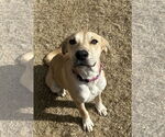 Small #3 Labrador Retriever Mix
