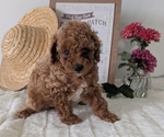 Small #5 Poodle (Miniature)