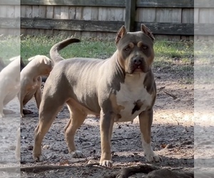 Mother of the American Bully puppies born on 12/26/2022