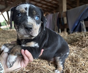 Medium Catahoula Leopard Dog